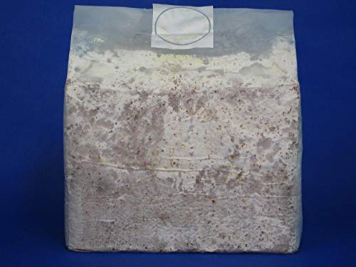 微創研【mother】菌糸ブロック オオヒラタケＡタイプ 微粒子 ３，６Ｌ×5個セット ※商品説明をよくお読みの上、ご注文下さい。